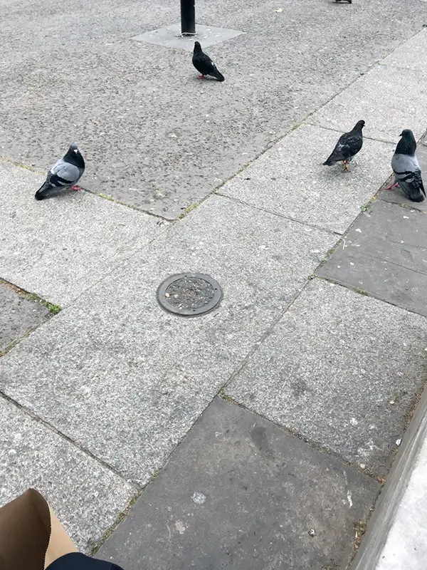 Photo of a crossroad with pigeons
